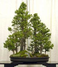 Dawn Redwood Bonsai Tree - Metasequoia glyptostroboides | Bonsai tree, Redwood bonsai, Bonsai forest