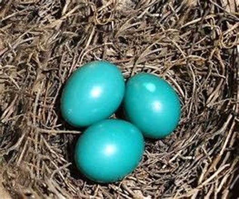 Gray Catbird Eggs - the color turquoise in it's purest, and most natural form. | Animals ...