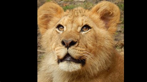 Racine Zoo: Enzi, the latest African male lion cub, will be moving from ...