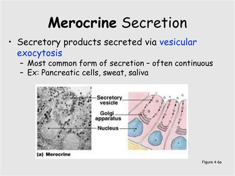 PPT - Epithelial Tissues PowerPoint Presentation - ID:306935