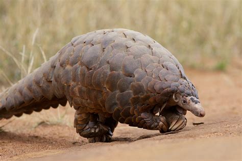 Top 10 Weirdest Looking Animals in the World | Always Learning!