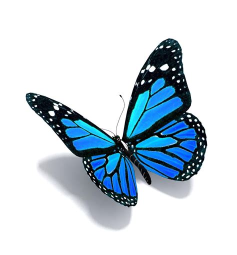 Blue butterfly tattoo, 3d butterfly tattoo, Butterfly tattoo designs