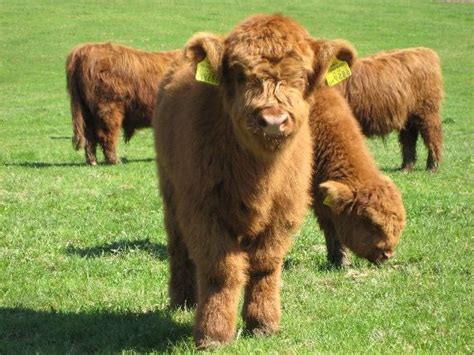 Guide to Miniature Cattle Breeds for Your Small Modern Homesteading Farm | Miniature cattle ...