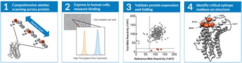 Epitope Mapping, Epitope Mapping Service | Integral Molecular