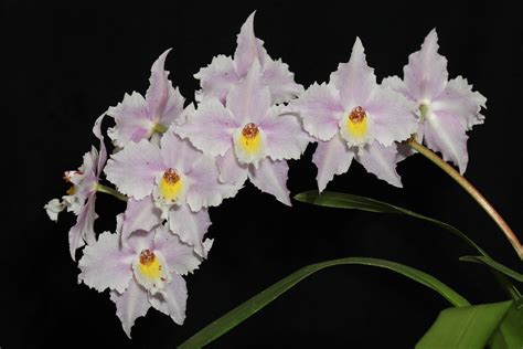 Odontoglossum crispum 'Victoria's Secret' 0451 | Steve Beckendorf | Flickr