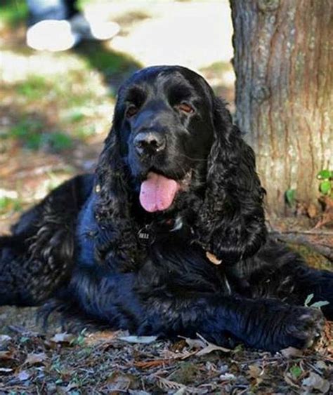 8 best Cocker spaniel images on Pinterest | American cocker spaniel ...