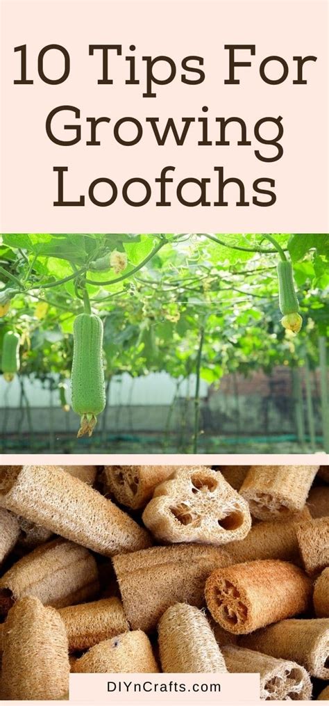 10 Amazing Tips for Growing Loofahs From Seeds - DIY & Crafts