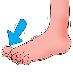 Collection of PNG Toe. | PlusPNG