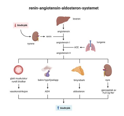 angiotensin – Store medisinske leksikon