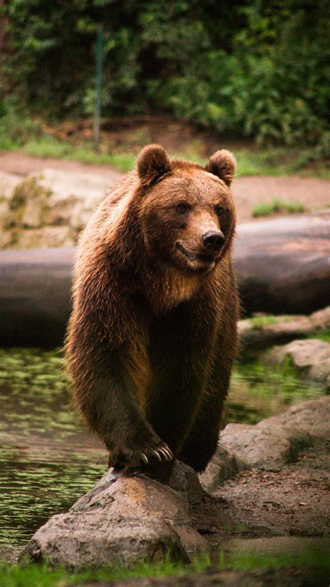 Oso Pardo en Rio | Grizzly bear, Bear pictures, Bear