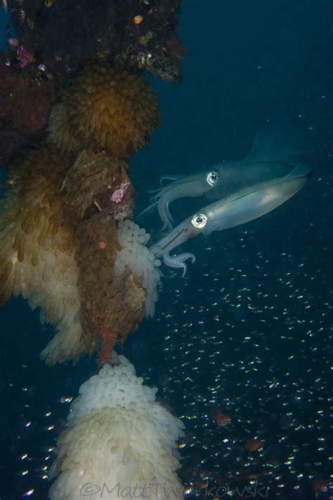 marbledoll: Squid Laying Eggs (- Matt Tworkowski) | Ocean creatures ...