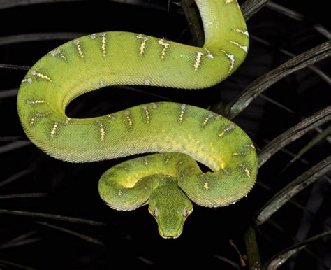 Conheça as serpentes da família Boidae, grupo de jiboias e as mais ...