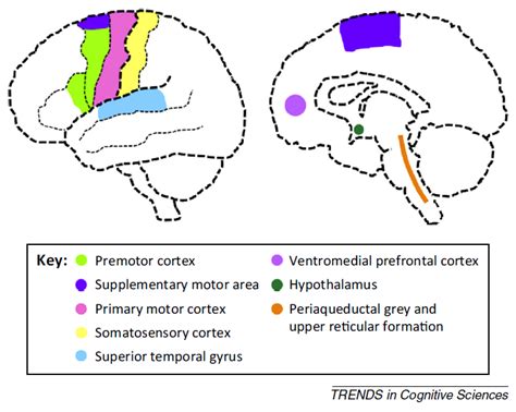 The Neurocritic: Eliciting Mirth and Laughter via Cortical Stimulation