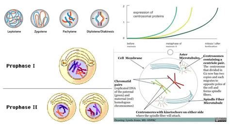 Prophase I - Definition, Stages, Importance - Biology Notes Online