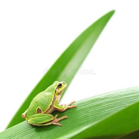 Frog sitting on a leaf stock image. Image of green, closeup - 28703711