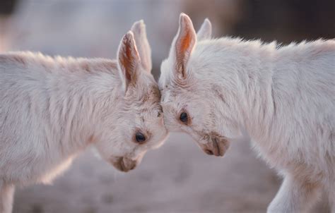 🔥 [20+] Cute Goat Desktop Wallpapers | WallpaperSafari