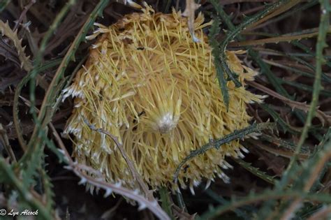 PlantFiles Pictures: Banksia Species (Banksia foliosissima), 1 by Kell