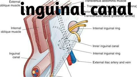 anatomy of inguinal canal in detail - YouTube