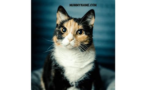 230+ Best Calico Cats Names For Your Cats In 2024 - Mummy Name