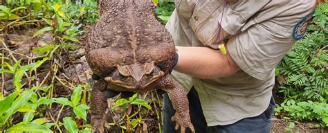 6-Pound 'Monster' Cane Toad Found in Australian Coastal Park - Science News