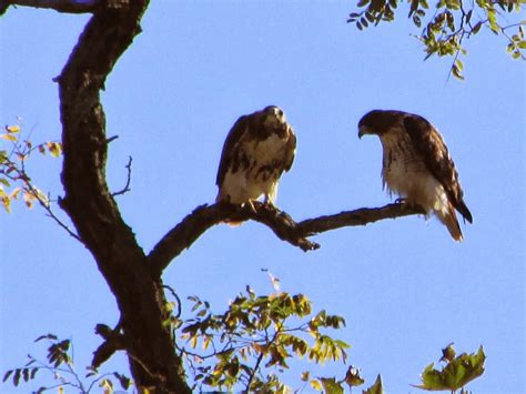 Long Island Birding: Birds of Prey