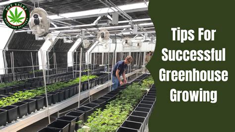 6 Tips for Successful Greenhouse Growing | Pot Valet