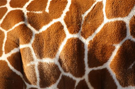 Giraffe texture pattern fur wallpaper | 3200x2133 | 151737 | WallpaperUP