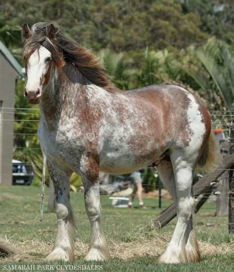 Clydesdale draft horse | Big horses, Pretty horses, Horse breeds