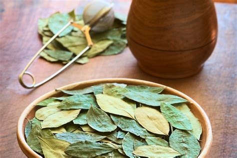 Coca Leaf Tea: Benefits, Risks, & How to Make It at Home - Brewed Leaf Love