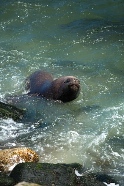 Premium Photo | Sea lion swimming in the ocean