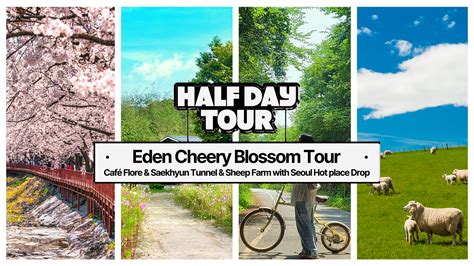 2024 Gyeongi-do Cherry Blossom Tour with Gapyeong (Eden)