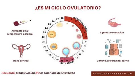 Ciclo menstrual fases y dieta a seguir | Centro Júlia Farré