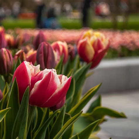 Visit the Keukenhof Tulips - Erin at Large