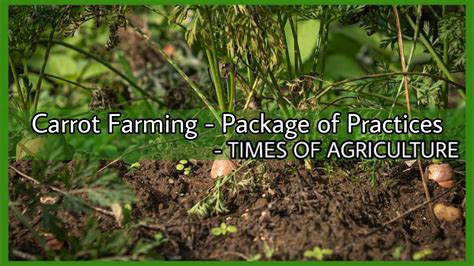 How to Start Successful Carrot Farming - Package of Practices - TIMES ...