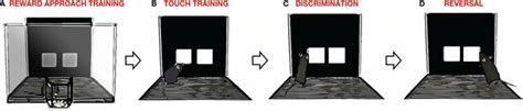 2 Representation of the reversal learning task. Diagram of a ...