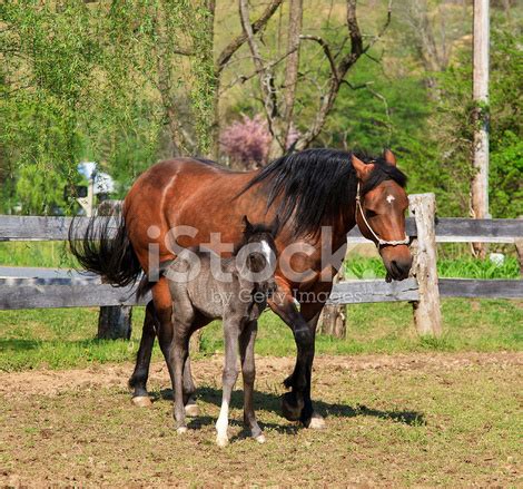 Horse And Colt Stock Photo | Royalty-Free | FreeImages