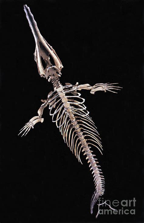 Dorudon Skeleton Photograph by Photo Researchers