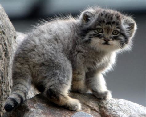 Pallas Cat Kittens I love kittens! More pics like this on the website ...