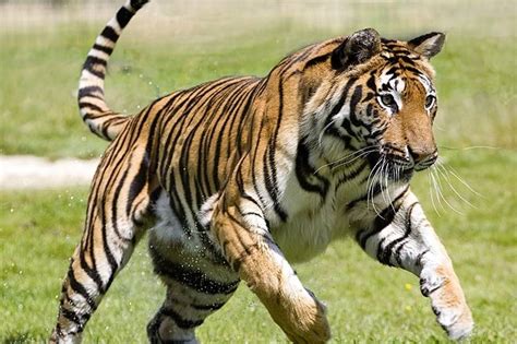 Madhya Pradesh Wildlife Tour Package at best price in Seoni | ID: 8191946362