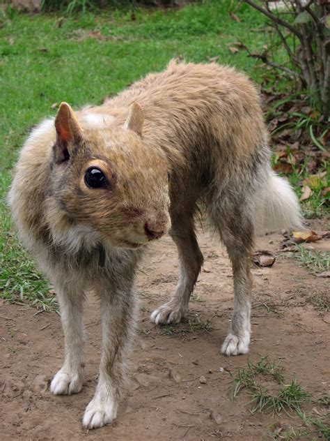 Squirrel Dog by ChrisDalton on DeviantArt