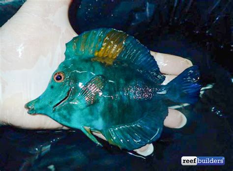 Blue tang with shape of a scopas tang? | Reef2Reef