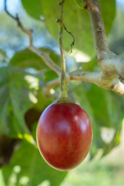 How To Grow Tamarillo Trees – A Complete Guide