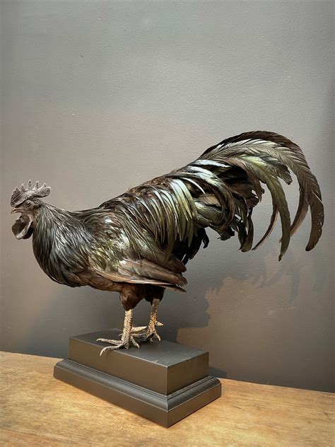 Taxidermy rooster (Ayam Cemani) - BEAST Interiors