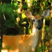 Pennsylvania State Animal | White-tailed Deer