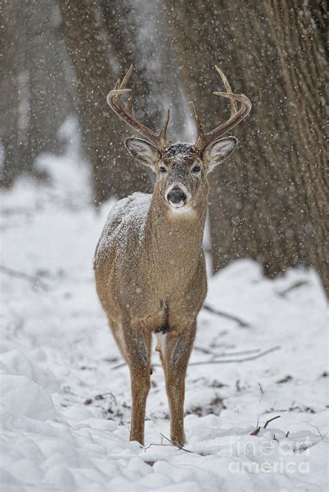 White-tailed Deer with snow falling Photograph by Tammy Wolfe