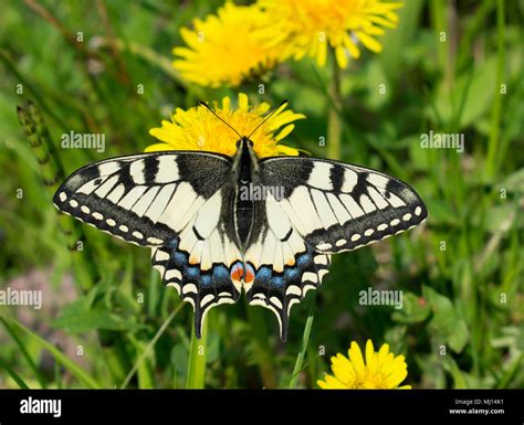 Papillon butterfly hi-res stock photography and images - Alamy