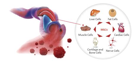 Benefits of Cord Tissue - Securacell