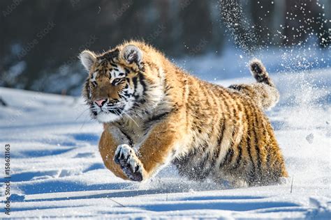 Siberian Tiger in the snow (Panthera tigris altaica) Stock Photo | Adobe Stock