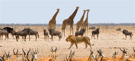 The Best Places to see Wildlife in Africa • No Hanging Around Travel Blog