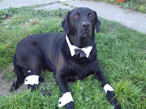 a black dog with white socks and a bow tie laying on the ground in grass